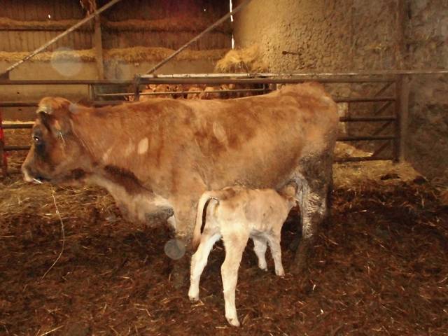 VACHE + VEAU